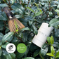 Matcha Powder