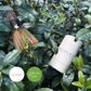 Matcha Powder